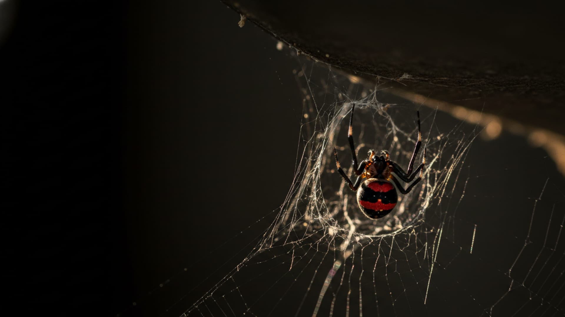 Huntsman spider on house wall in Perth — professional spider control